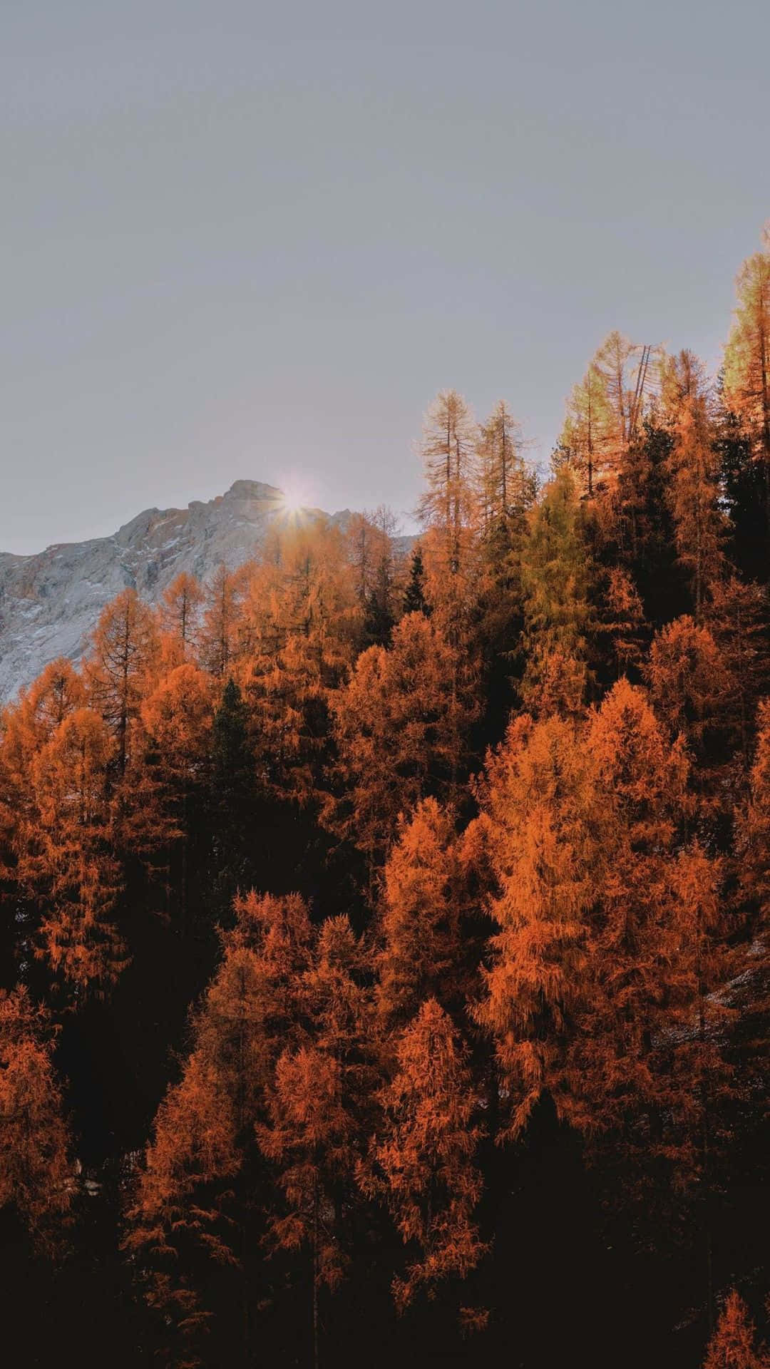 Fall Tumblr Trees On Mountain Background