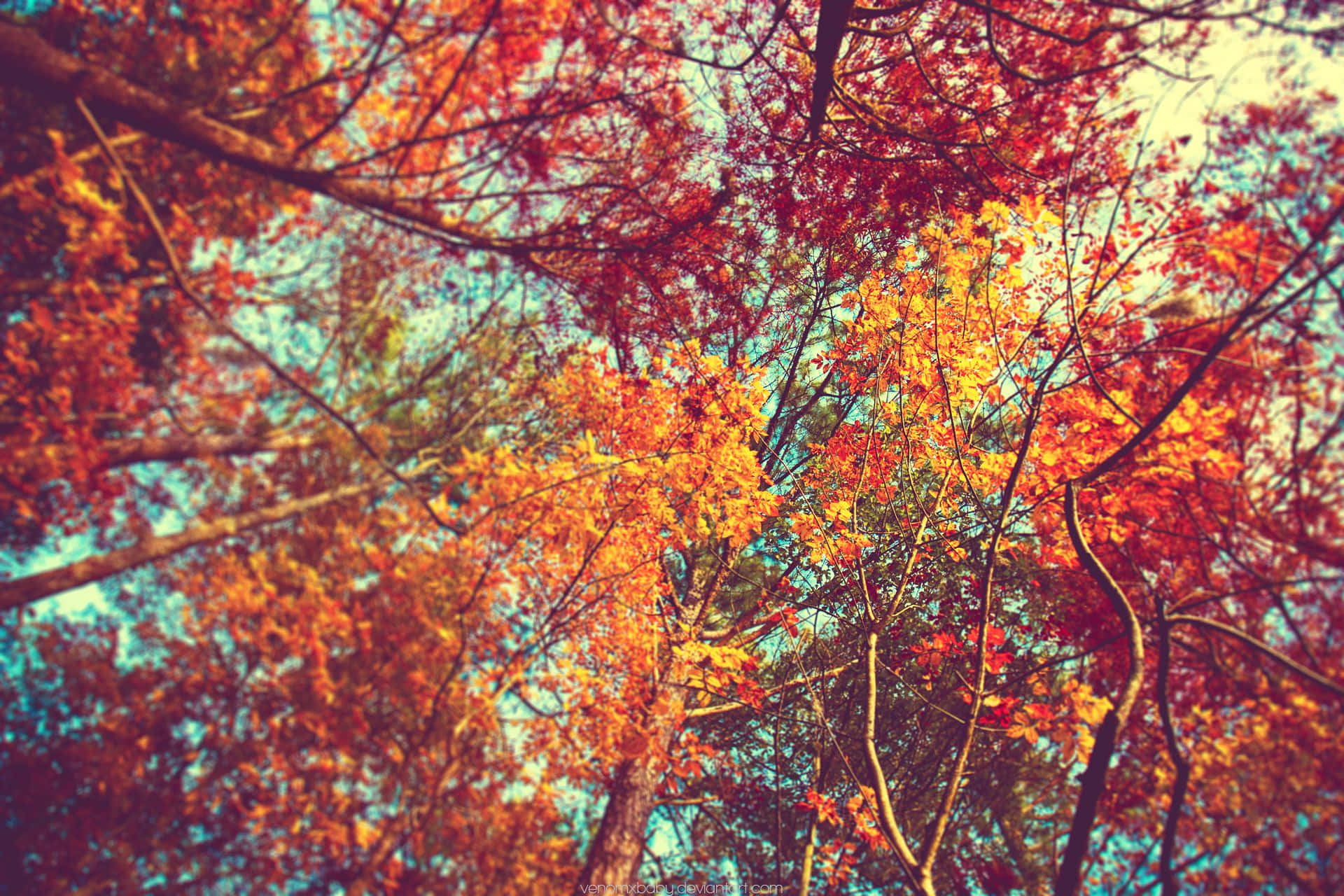 Fall Tumblr Trees With Colorful Leaves Background