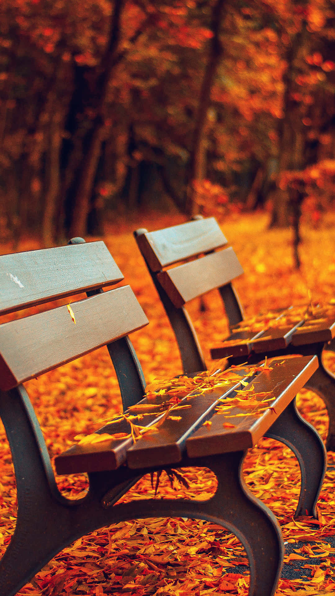 Fall Tumblr Two Benches With Leaves Background