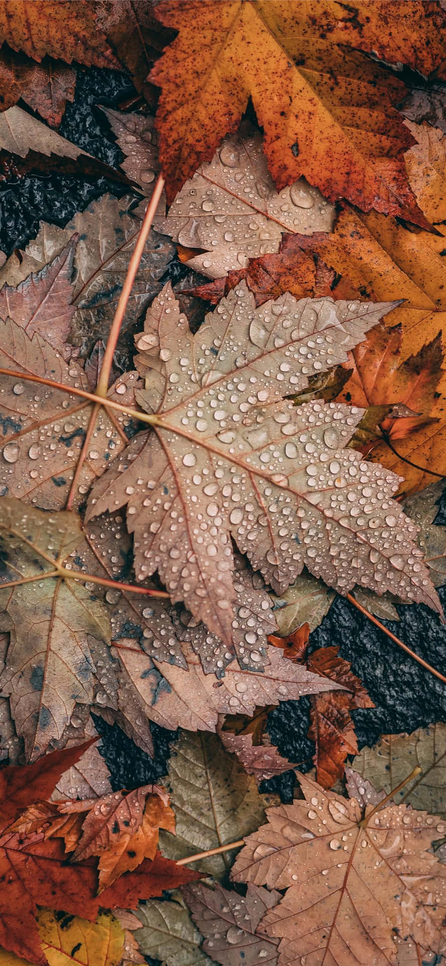 Fall Tumblr Water Droplets In Dried Leaves Background