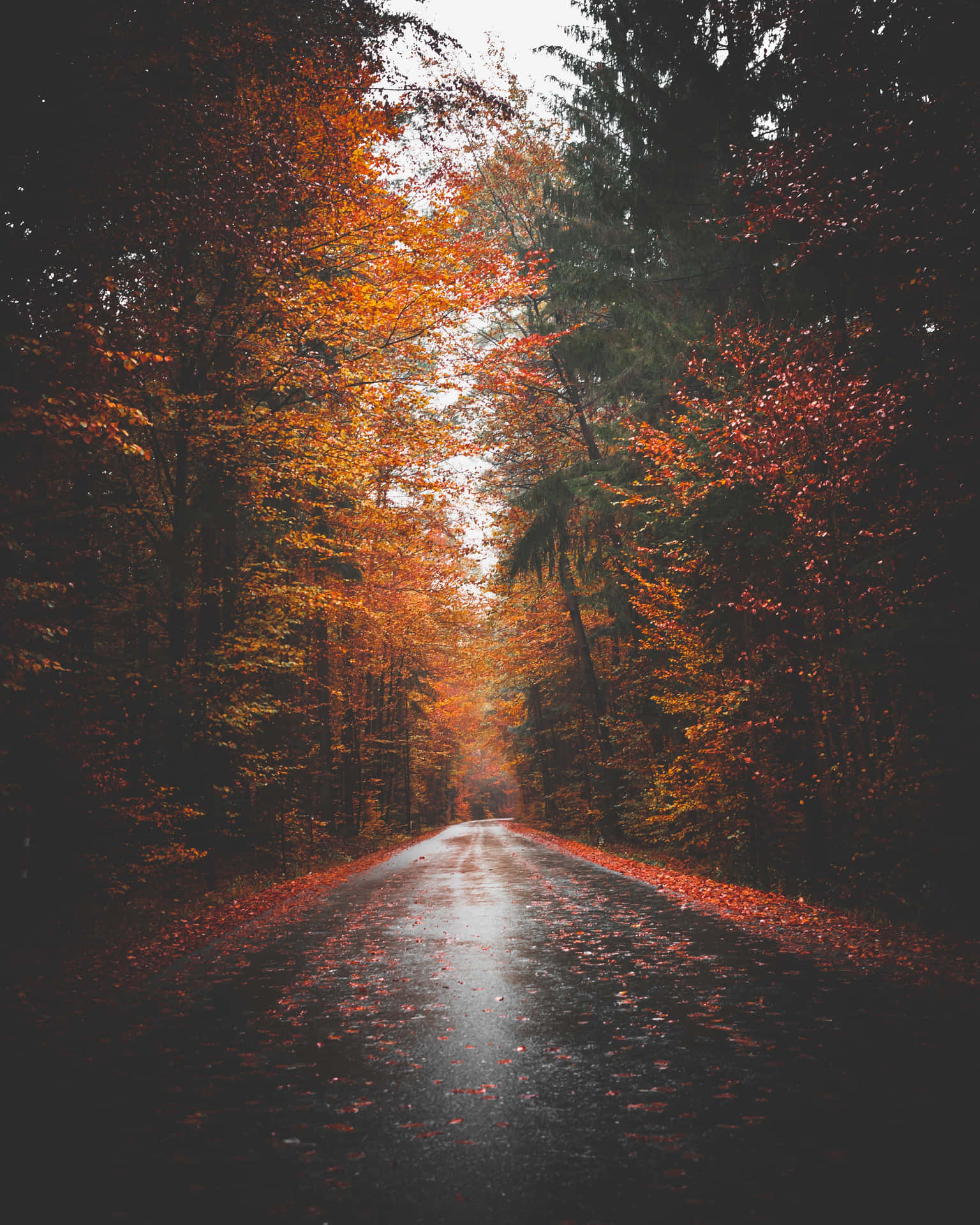 Fall Tumblr Wet Road With Fallen Leaves Background