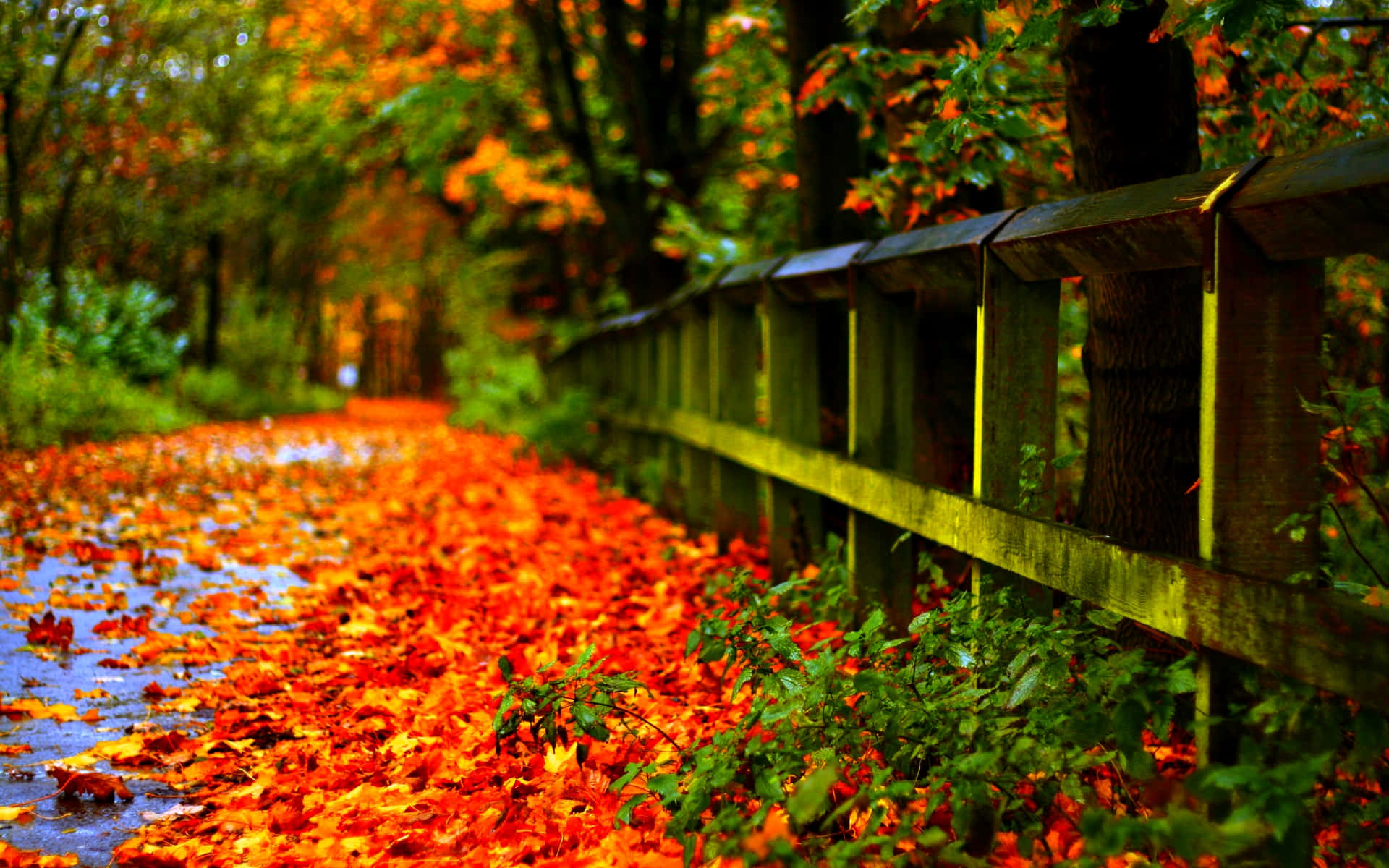 Fall Tumblr Wooden Fence With Dried Leaves Background