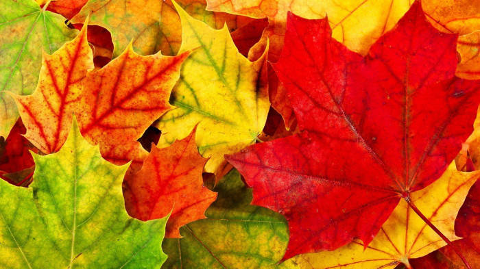 Fallen Autumnal Maple Leaves Background
