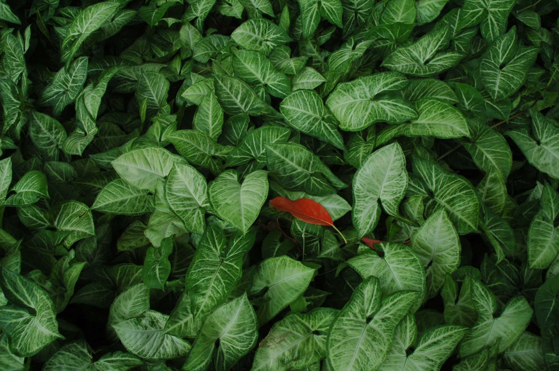 Fallen Conspicuous Red Leaf On Green Plants