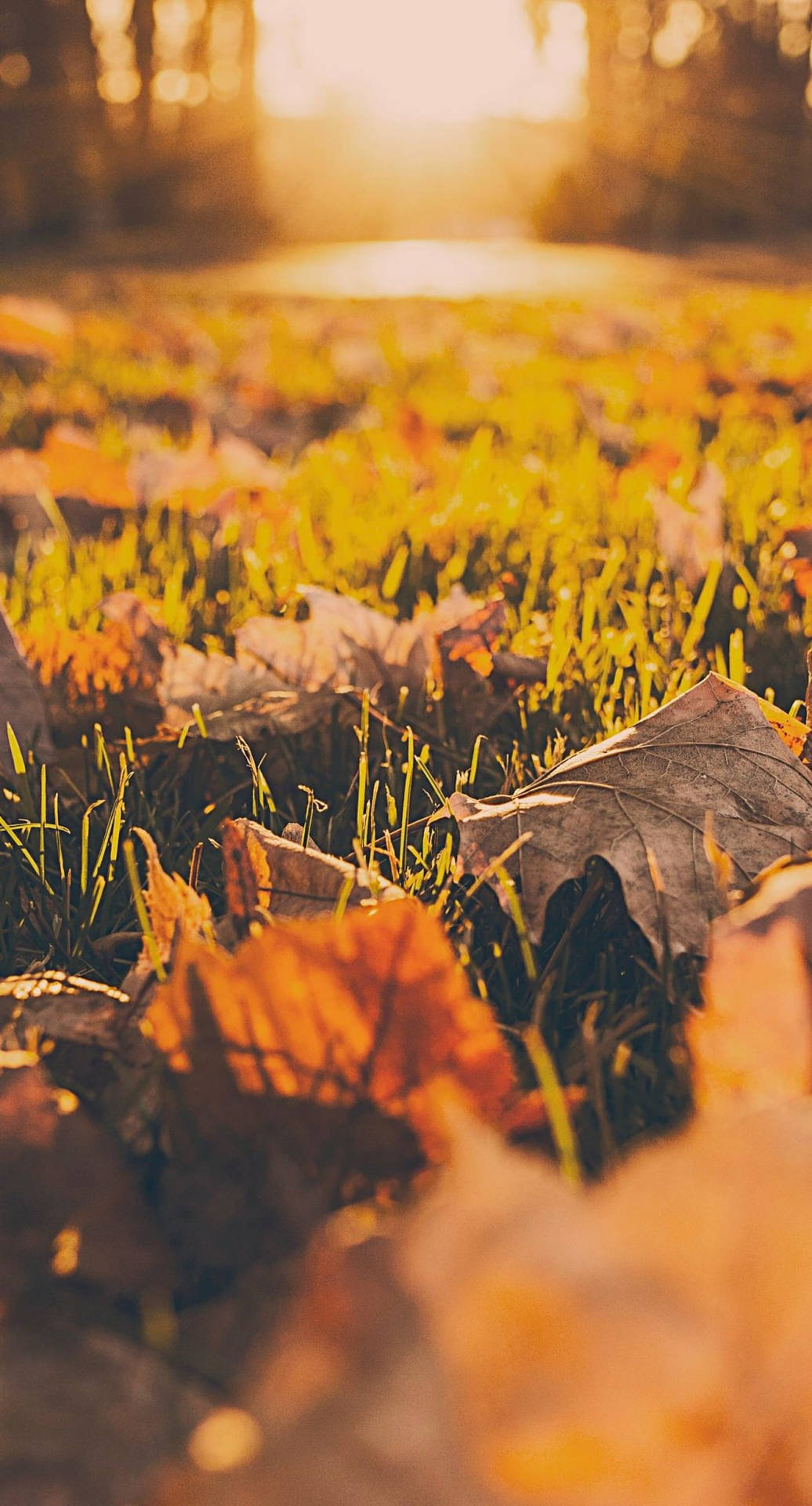 Fallen Leaves Fall Iphone Background