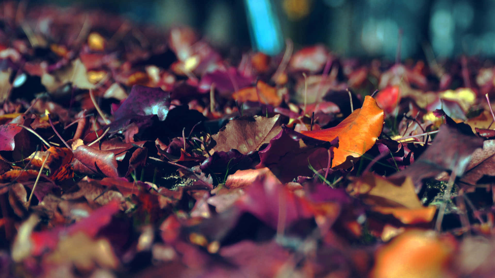 Fallen Maple Leaves Natural Background Background