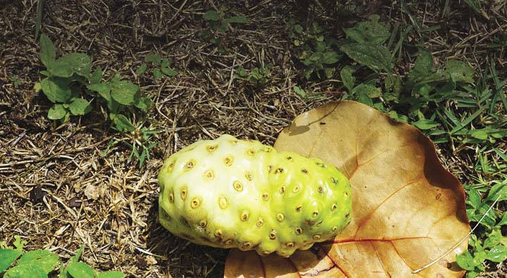 Fallen One Noni Fruit Background