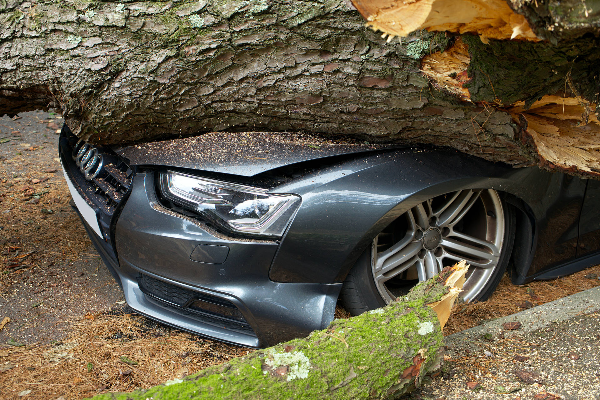 Fallen Tree Car Accident Background