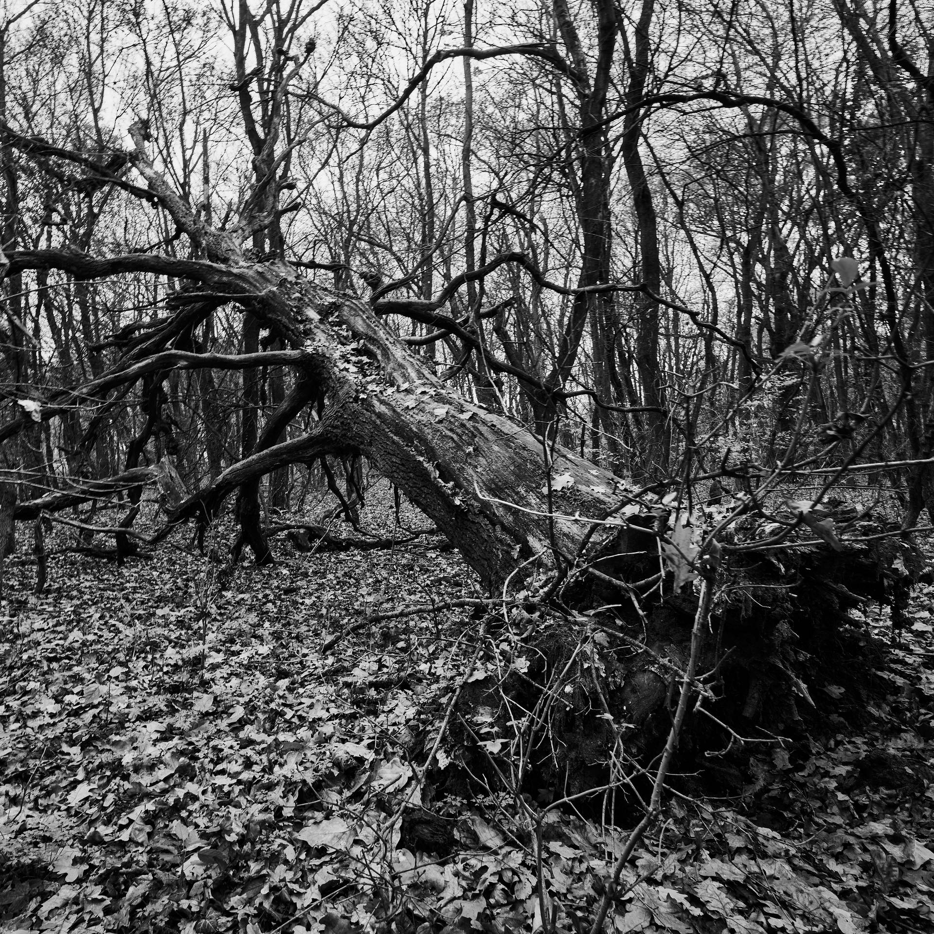 Fallen Tree In Slovakia Background