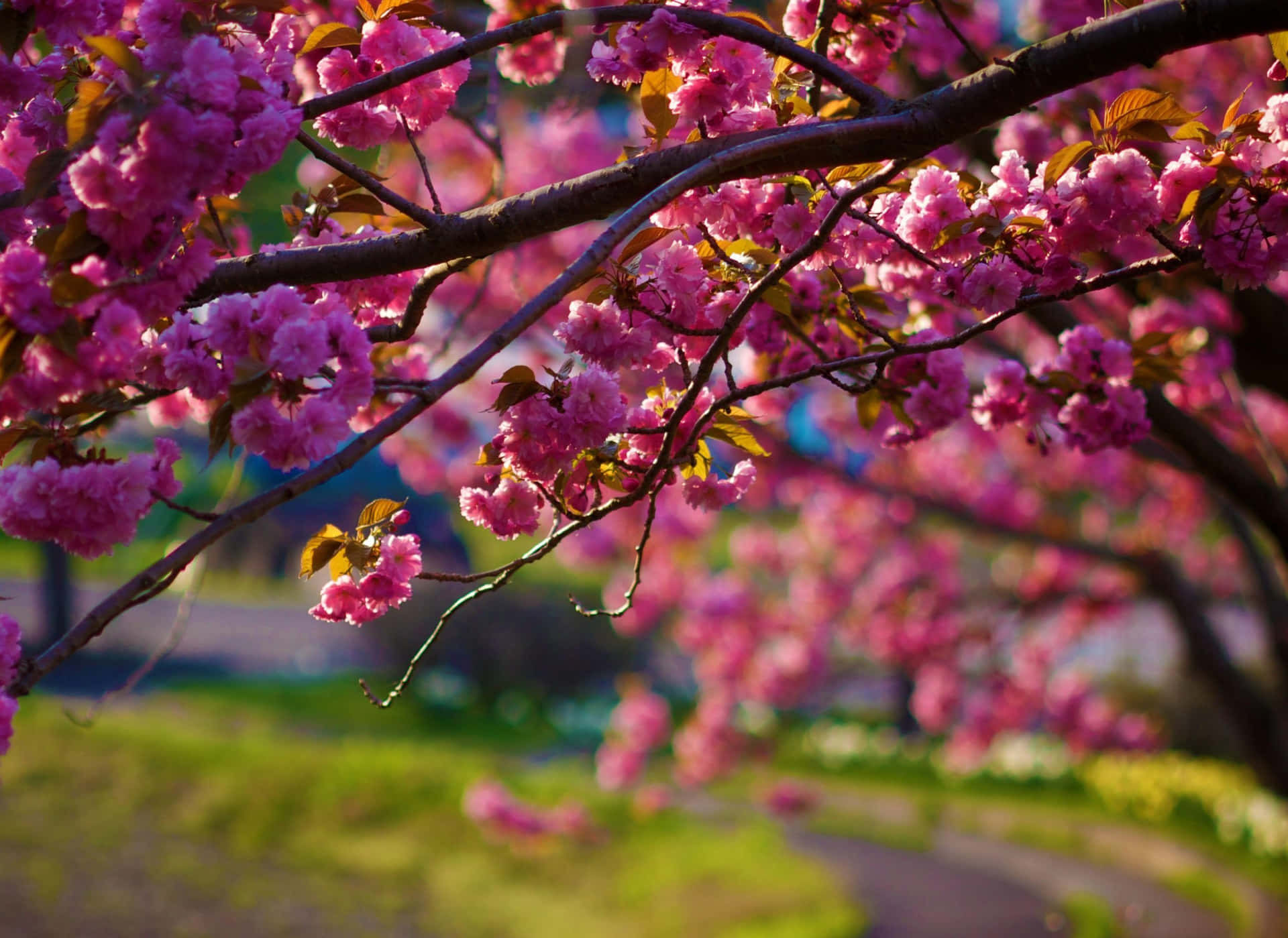 Falling Away Of Cherry Blossoms Background