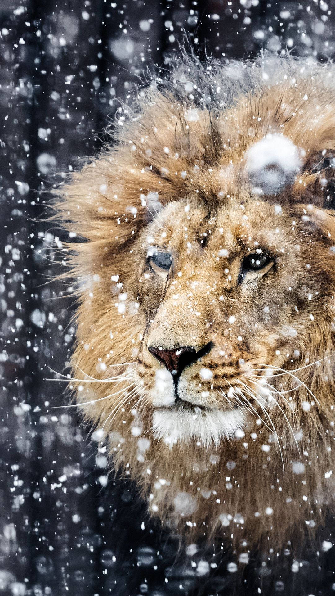 Falling Snow Lion Iphone Background