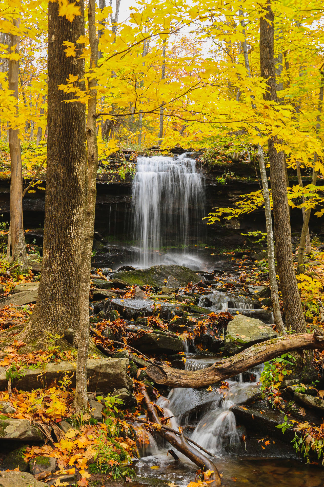 Falling Water In The Forest