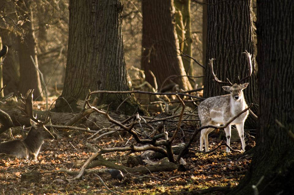 Fallow Deer In Forest Deer Hunting Background