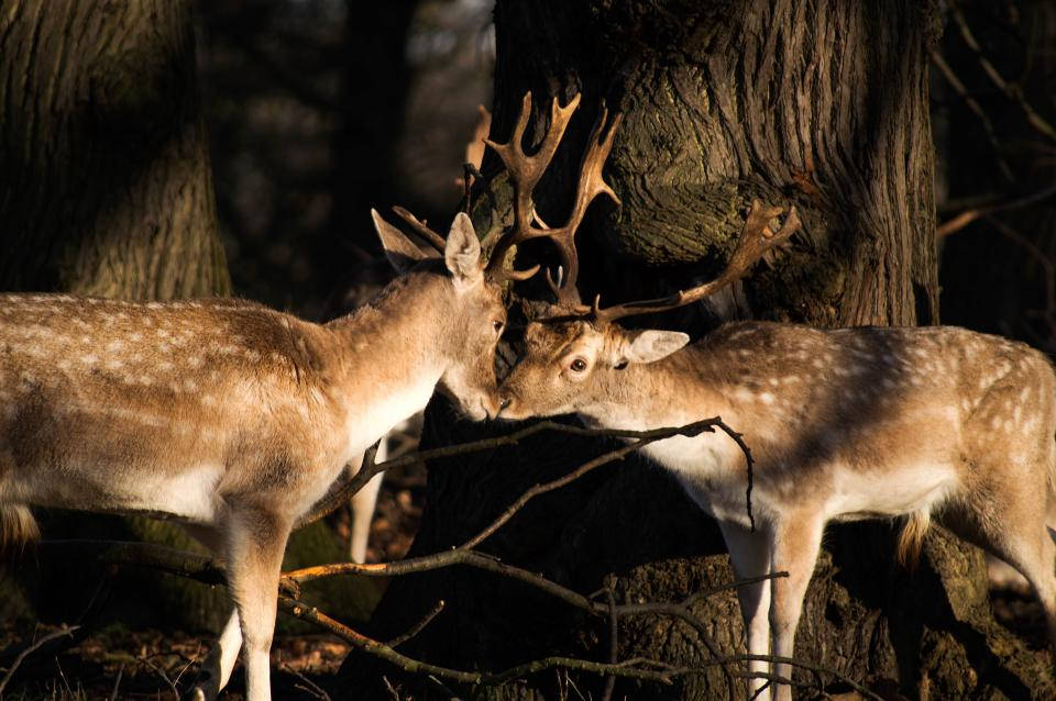 Fallow Deers Deer Hunting Background