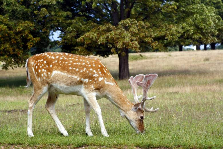 Fallow During Deer Hunting