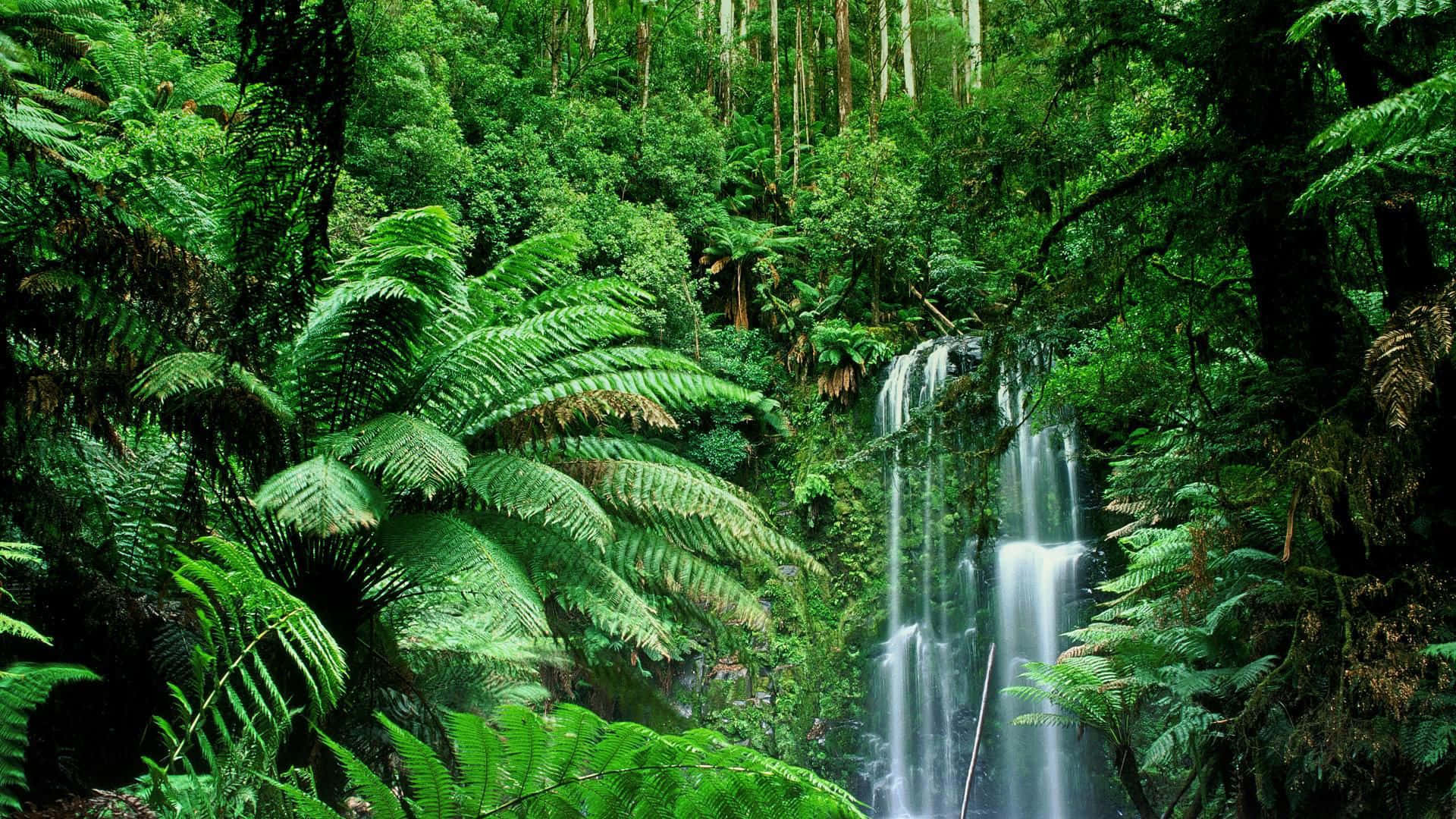 Falls In Rainforest Jungle Desktop Background