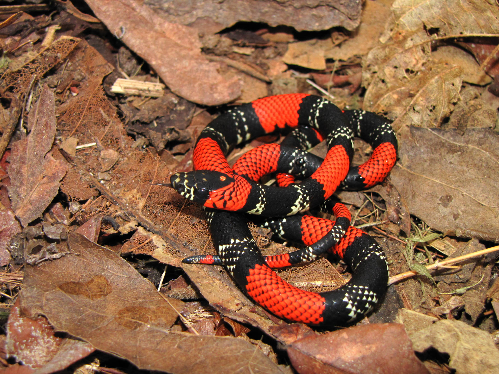 False Coral Snake Lying On Dried Leaves Background