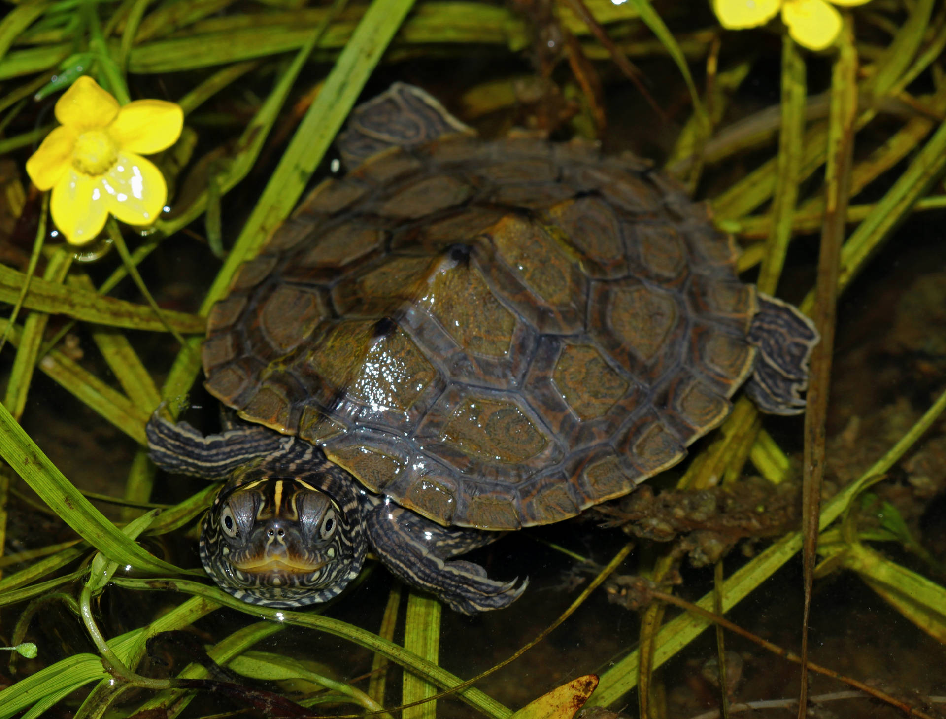 False Map Turtle On Bed Of Grass