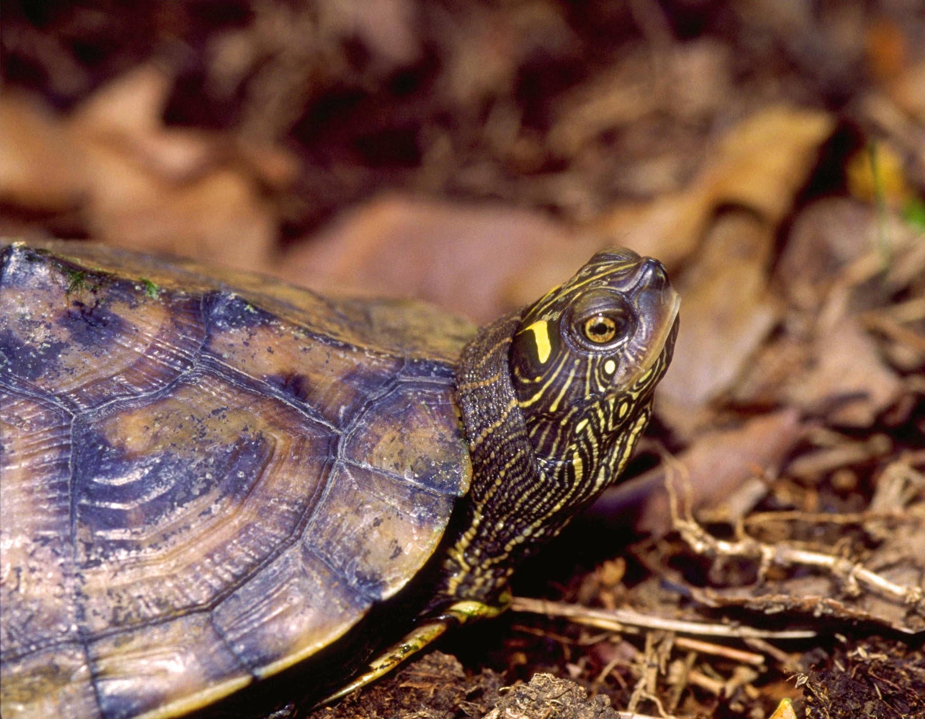 False Map Turtle Resting Background