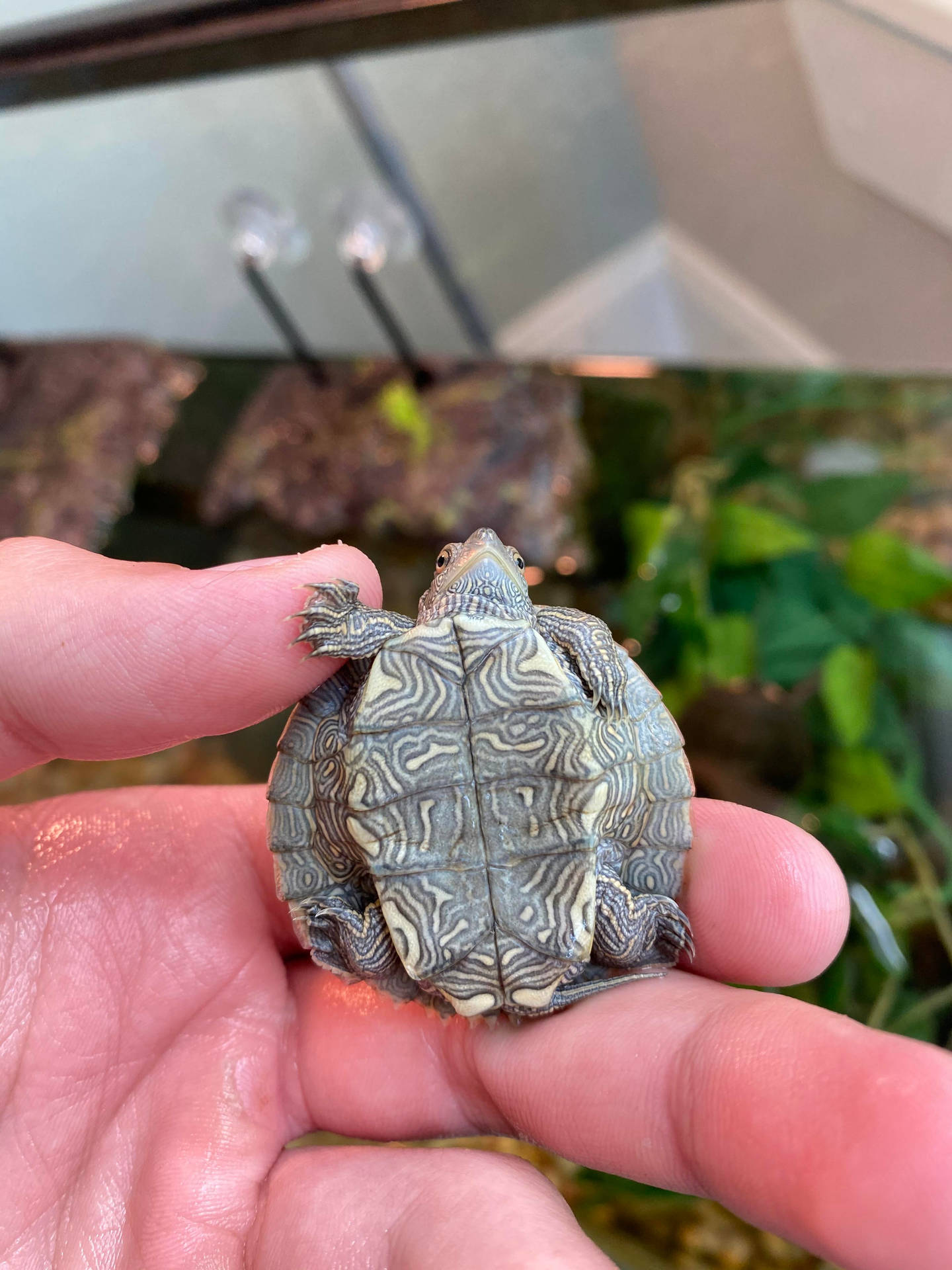 False Map Turtle Underbelly Background