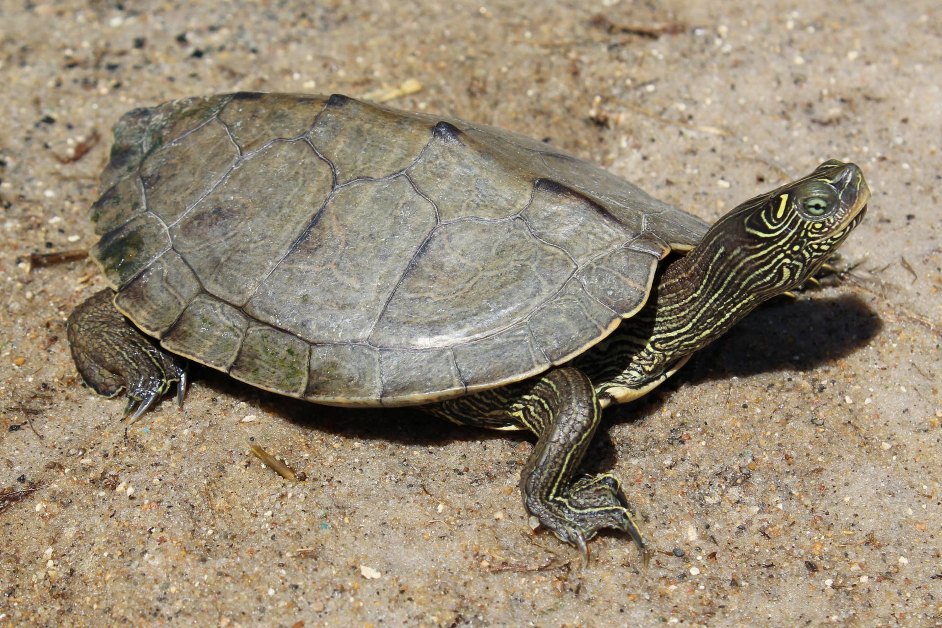 False Map Turtle Walking On The Ground Background