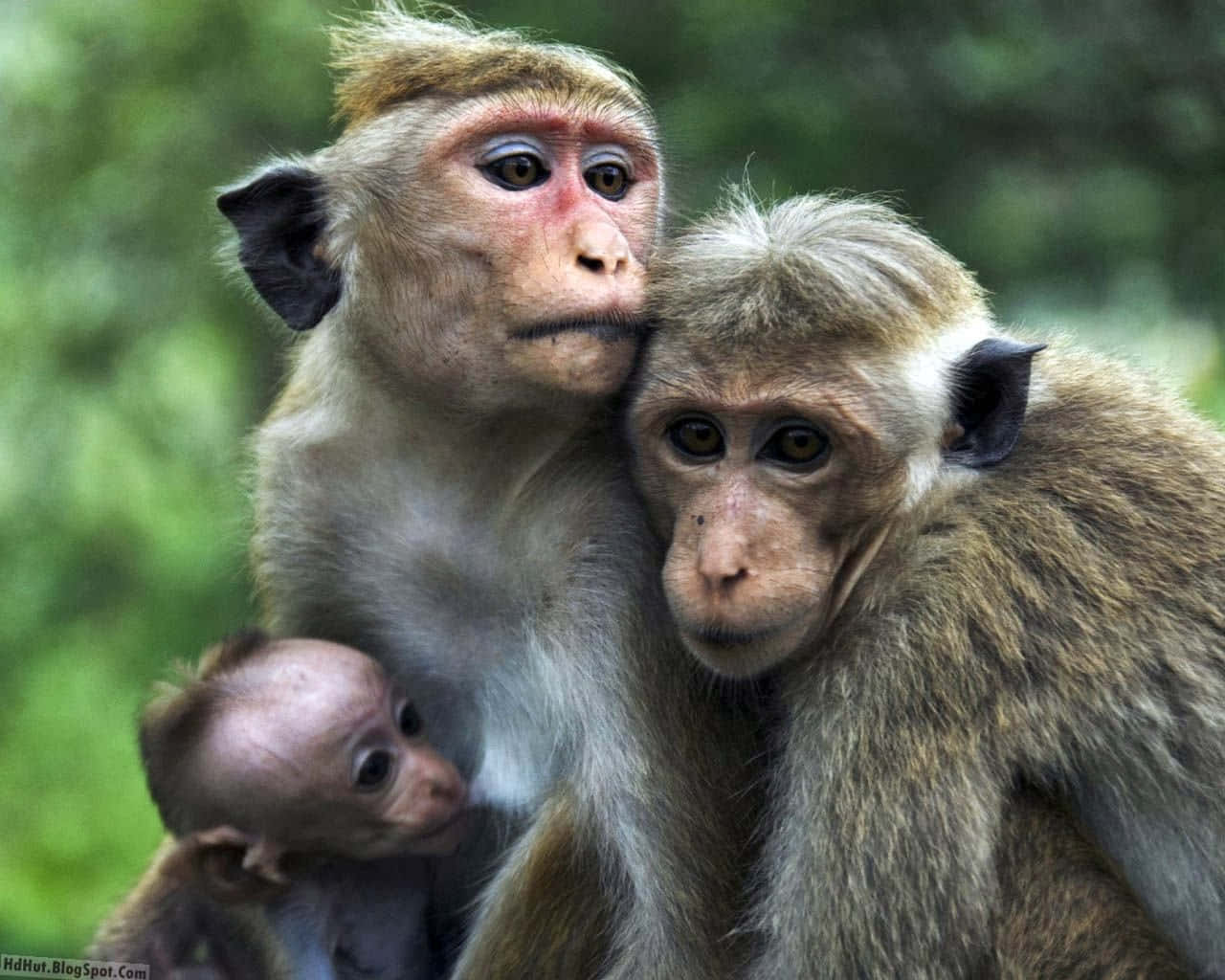 Family Cute Monkey Photo Background