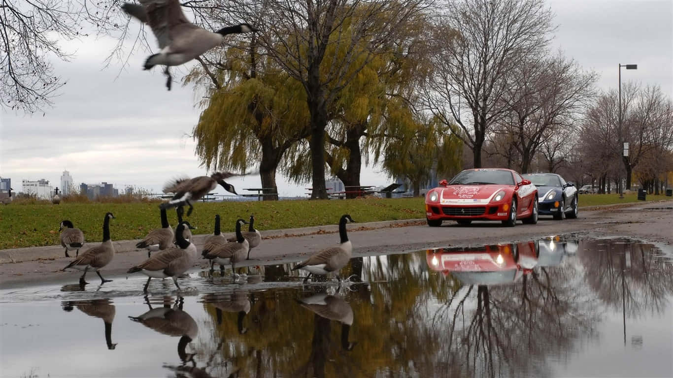 Family Of Geese Cute Animal Crossing With Cars Background