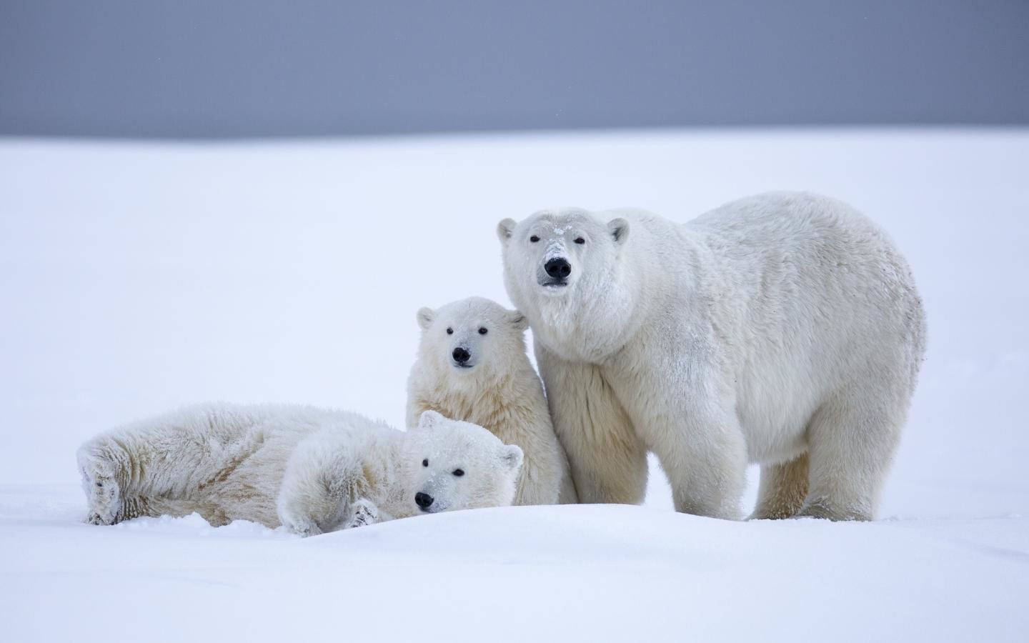 Family Of Polar Bears Background