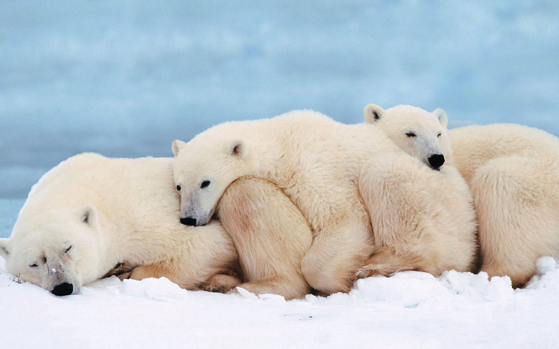 Family Of Polar Bears Hugging Background