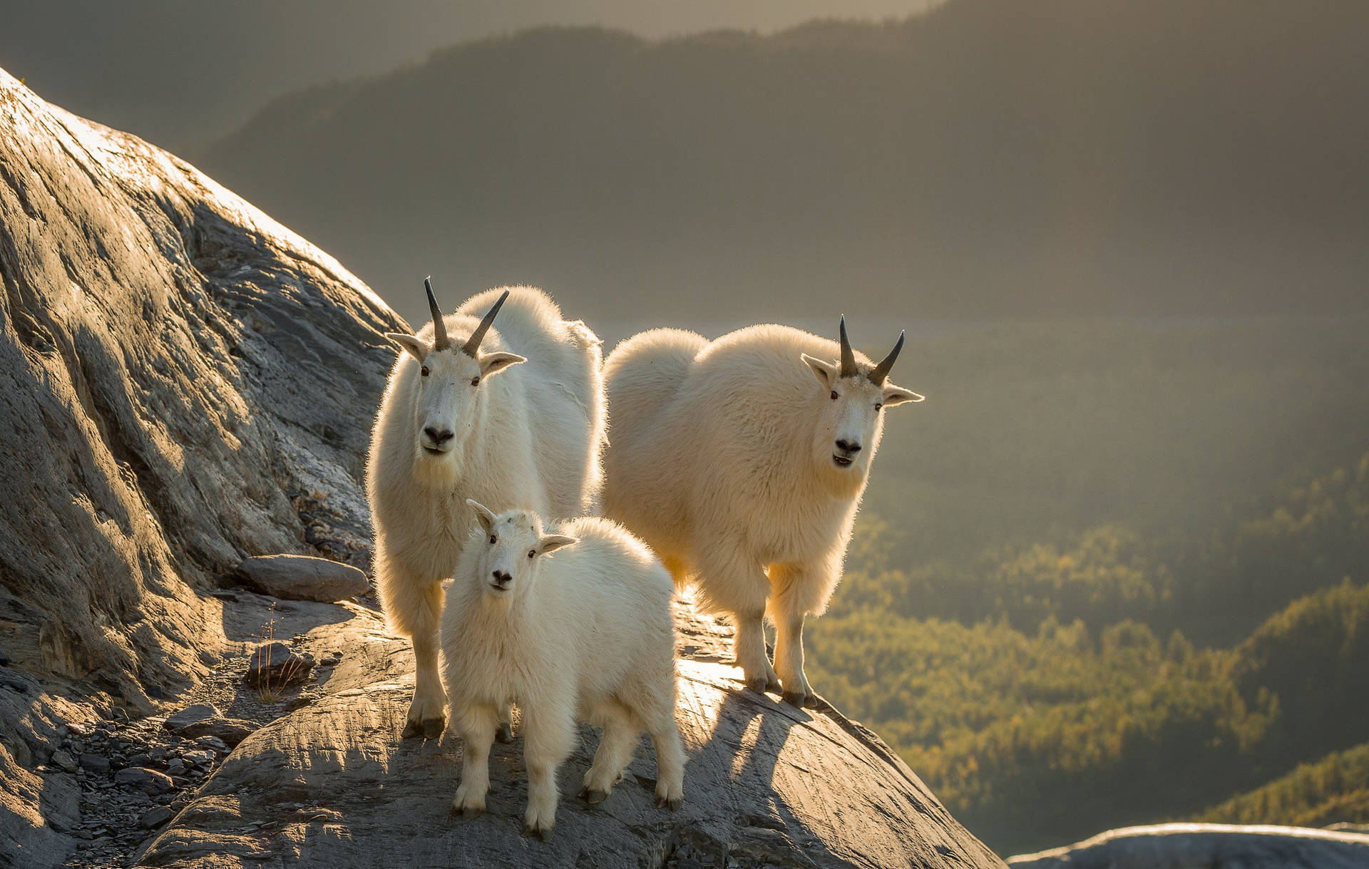 Family Of White-haired Goats Grazing In A Green Field Background