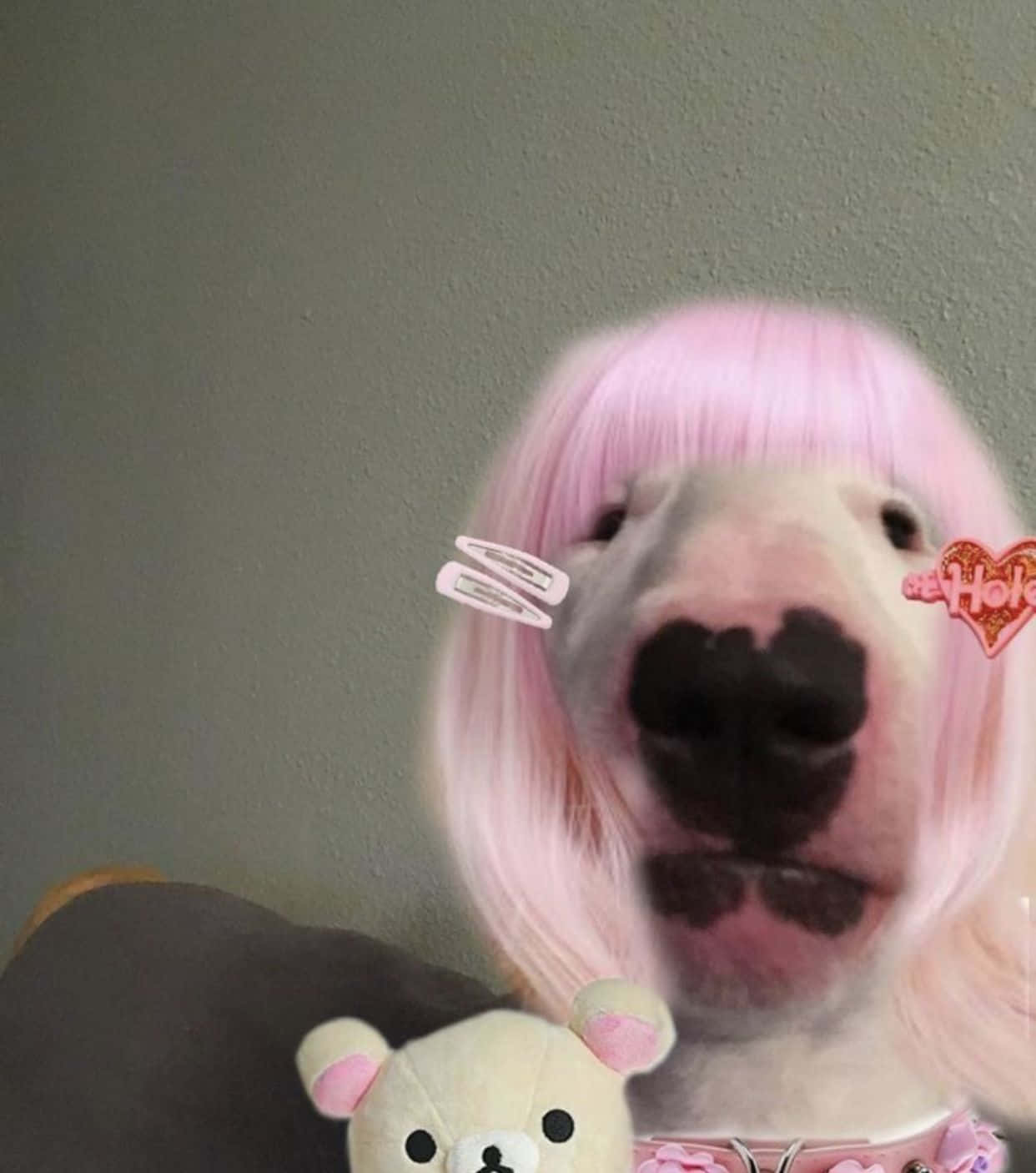 Famous Internet Meme Walter The Dog Background