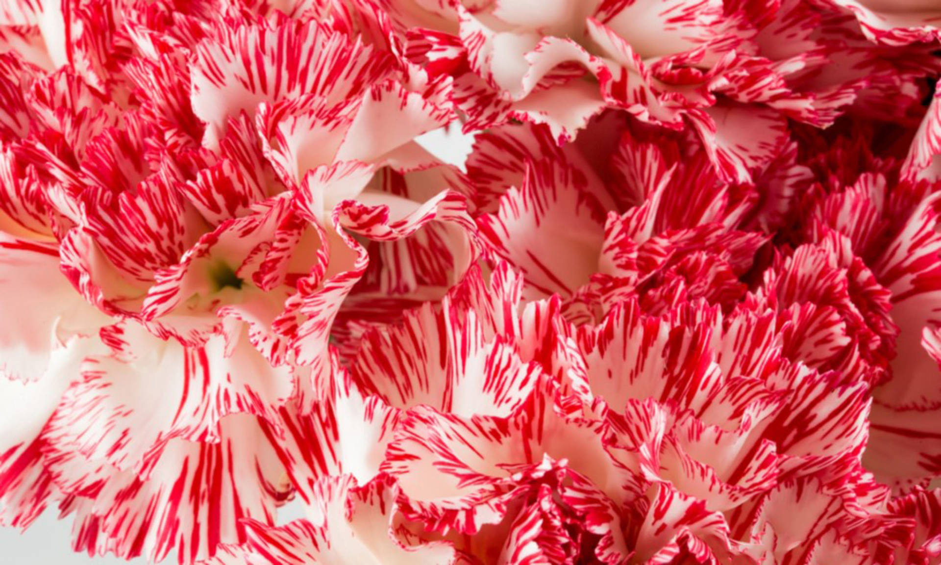 Fancy Carnation Peppermint Background