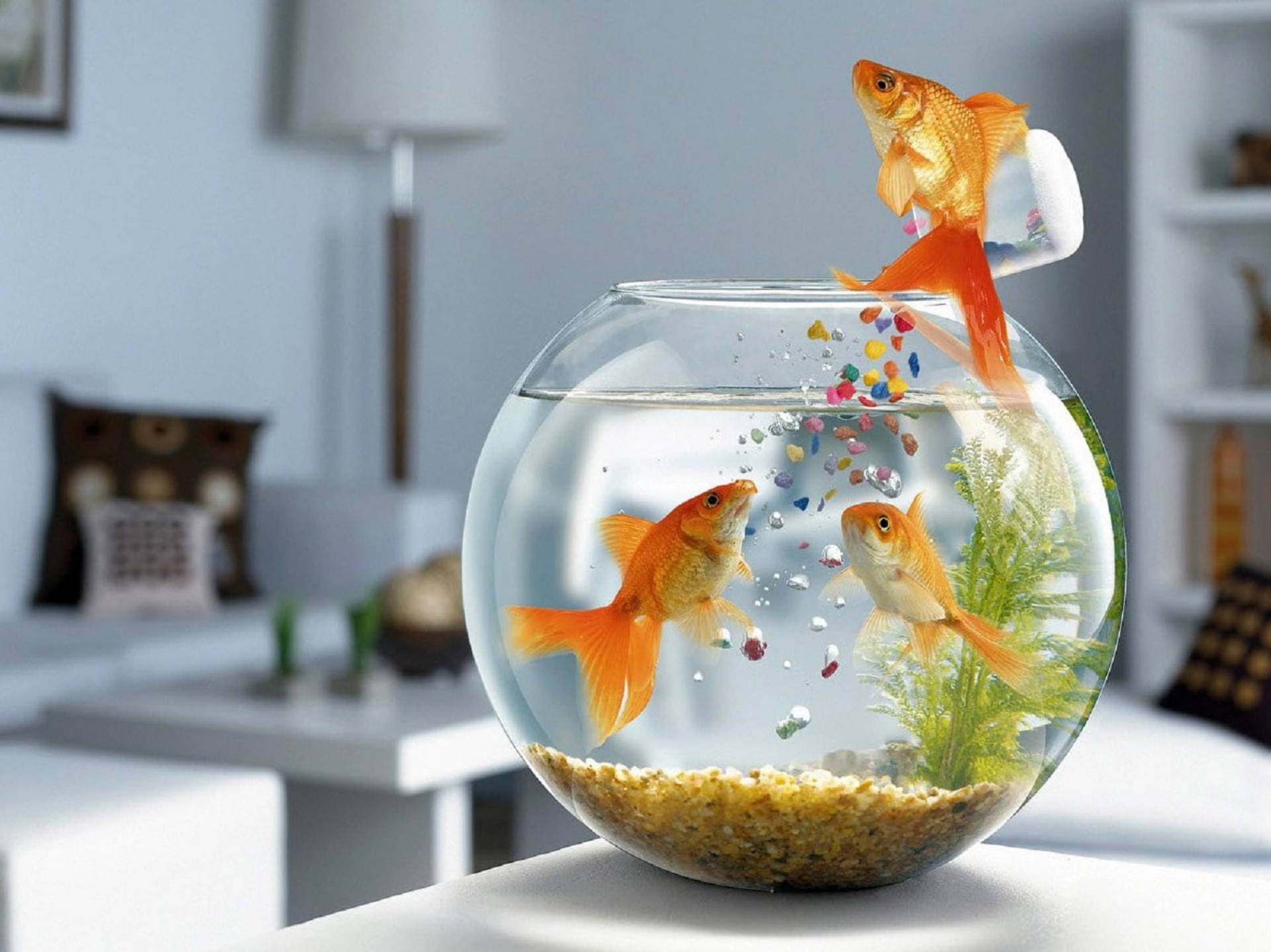 Fancy Goldfishes In A Bowl Background