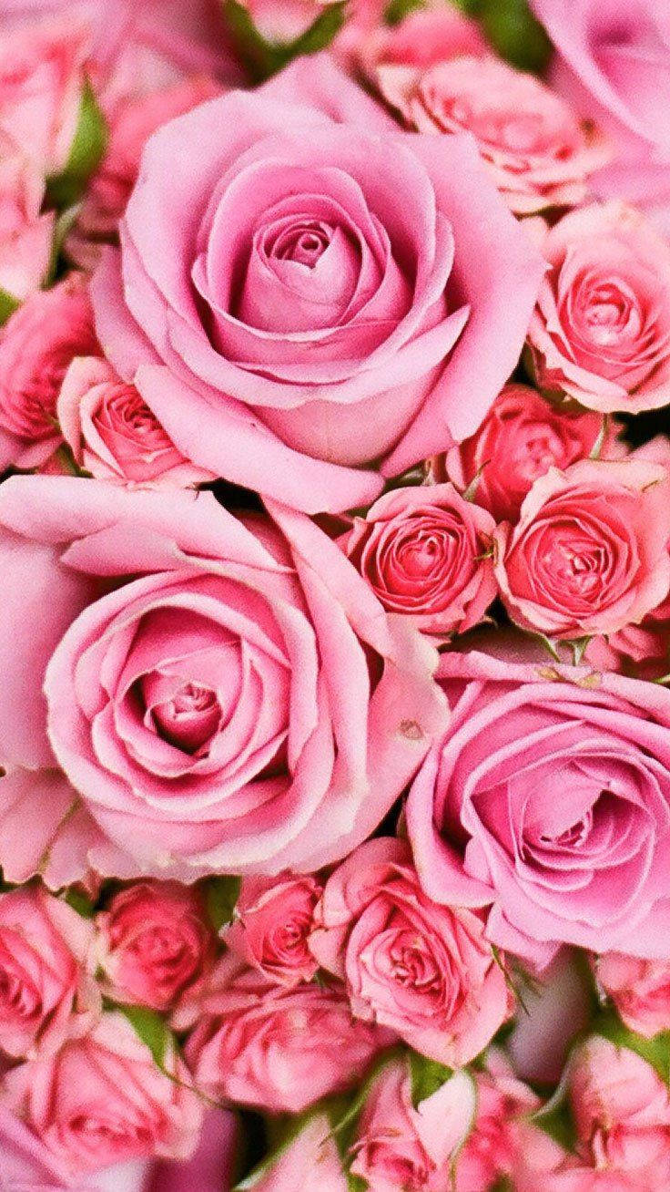 Fancy Pink Rose Iphone Background
