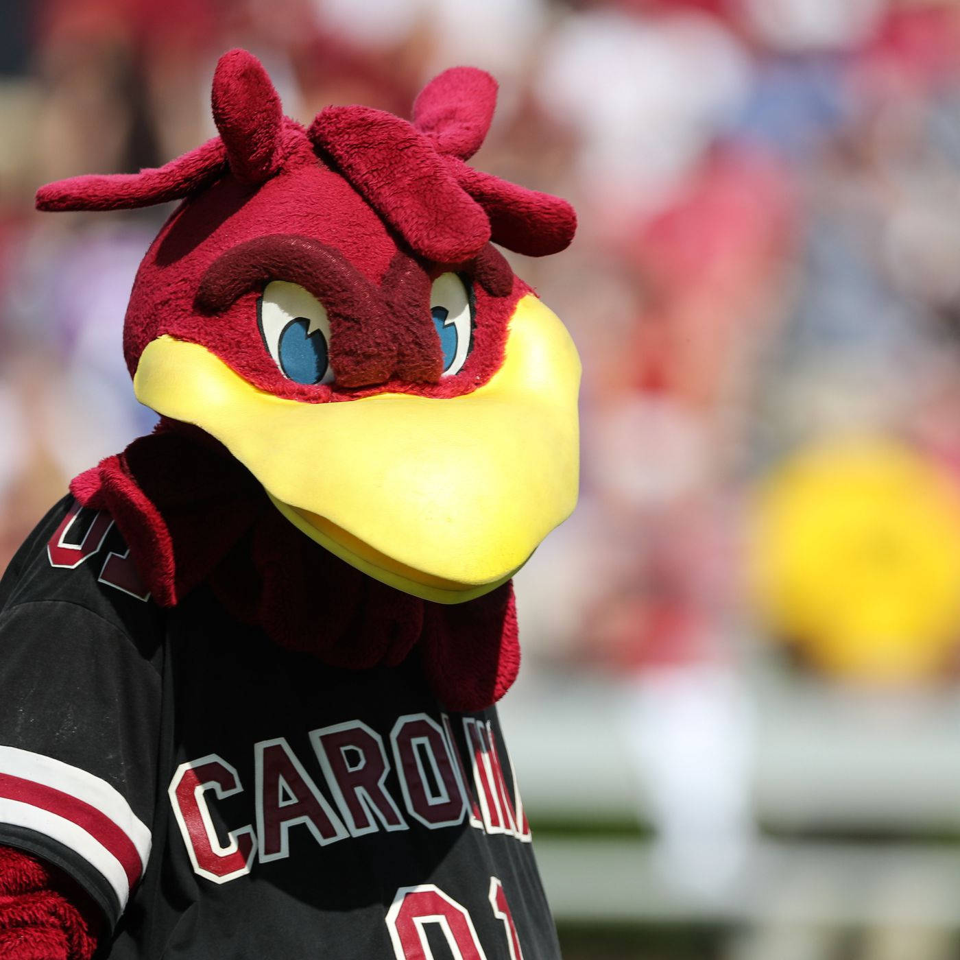 Fans Of South Carolina Gamecocks Cheer For Their Team In An Adrenaline-filled Game