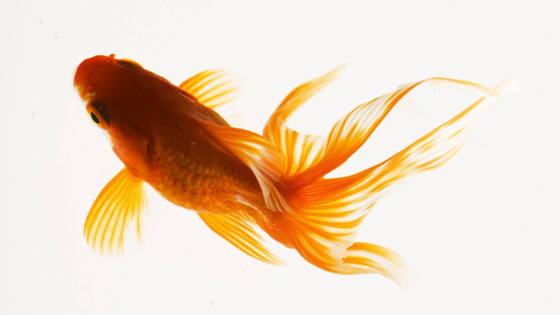Fantail Goldfish Beauty Background