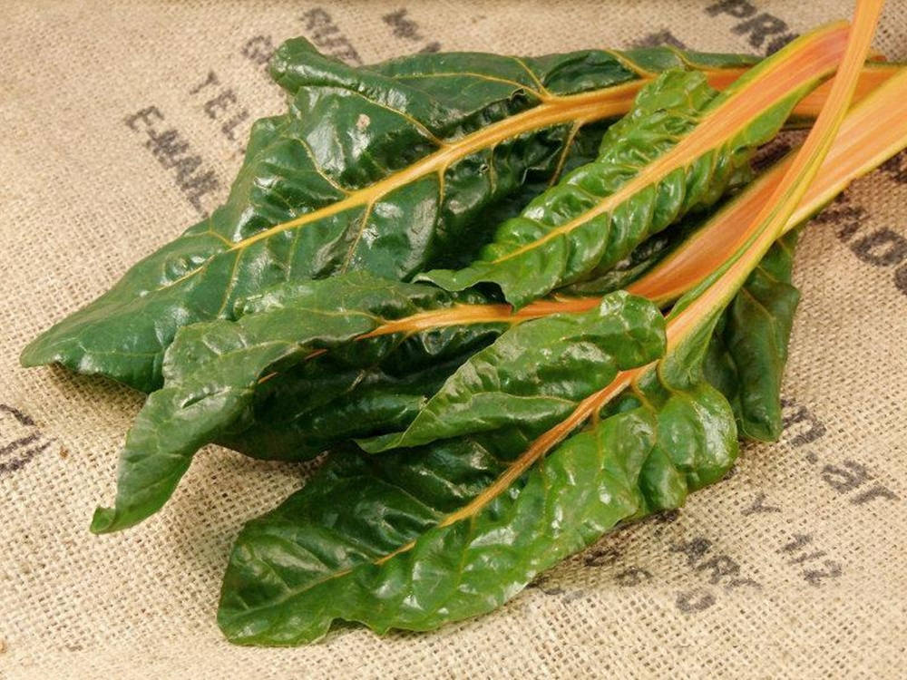 Fantasia Orange Swiss Chard Vegetable On Canvas