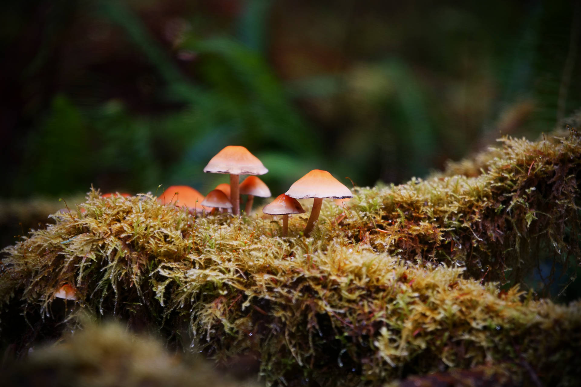 Fantastical Umbrella Shaped Mushroom Emerges From The Forest Floor