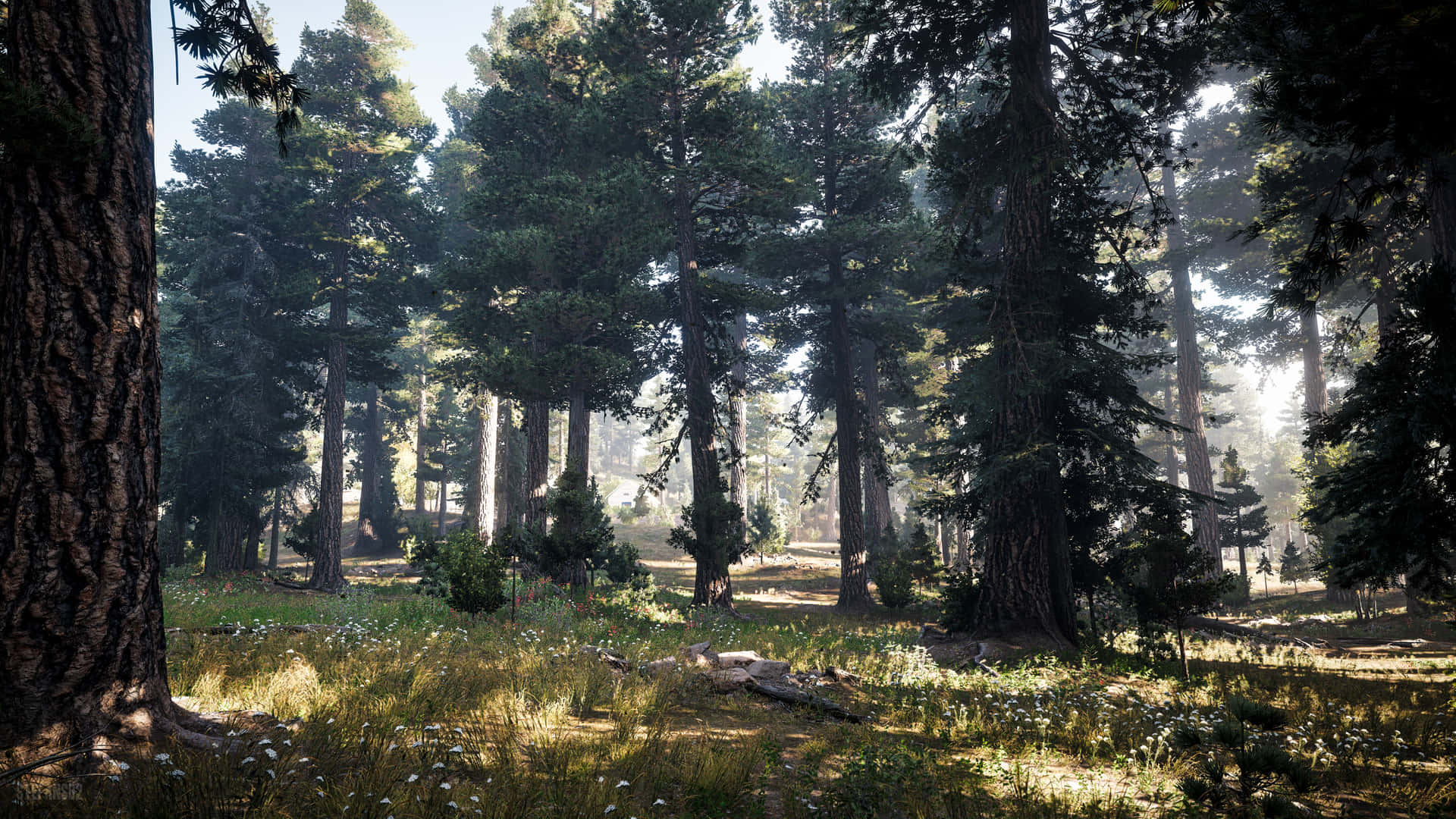 Far Cry 5 4k Forest Background