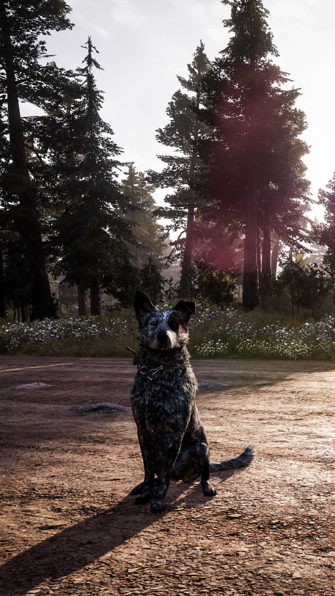 Far Cry 5 Boomer Forest Iphone背景