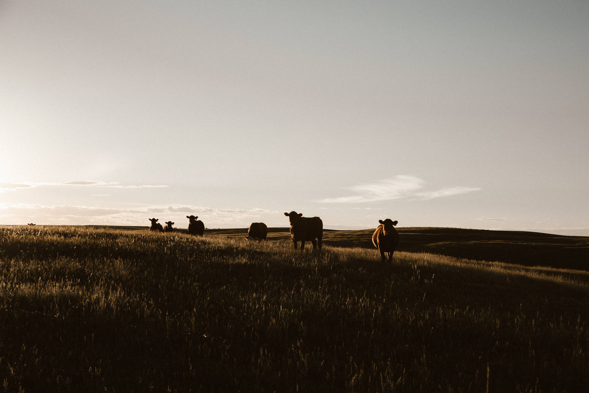 Far Shot Of Cute Cows On Grass During Overcast Background