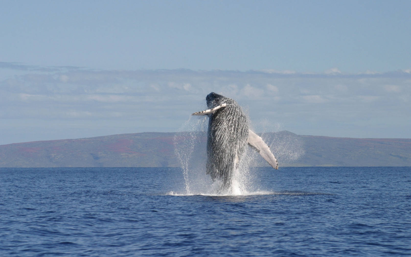 Far Shot Of Humpback Whale Breaching Background