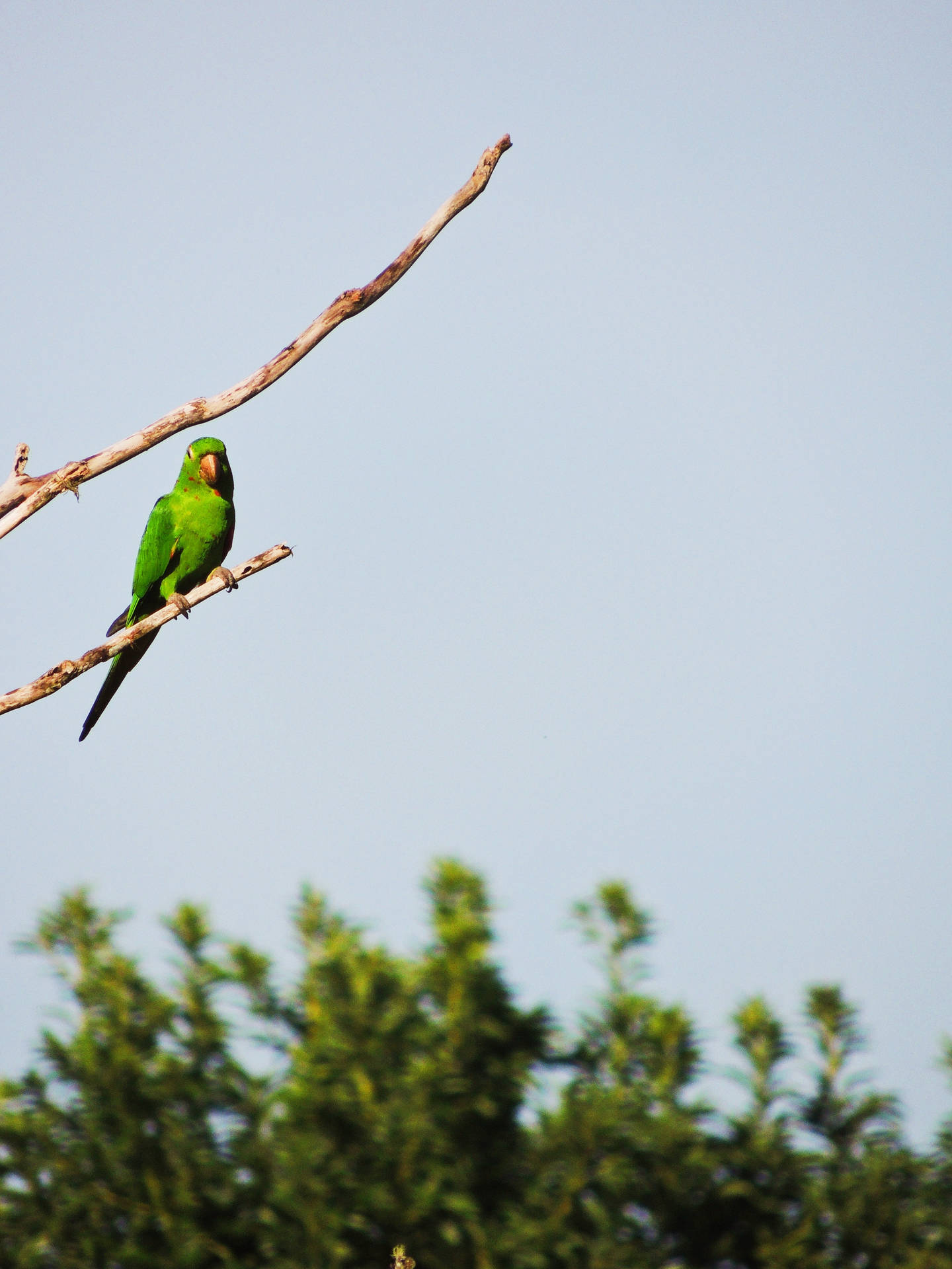 Faraway Green Parrot Hd Background