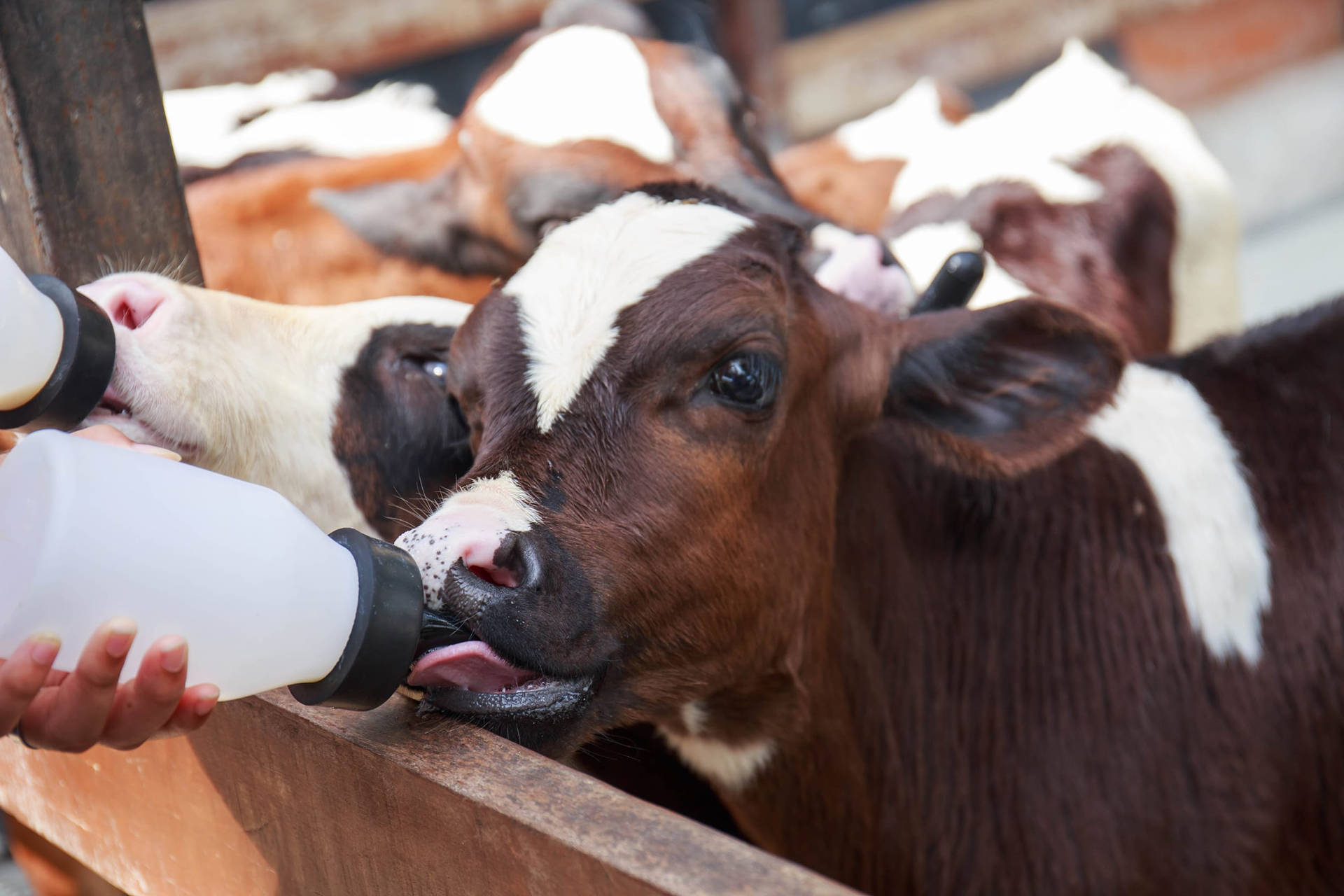 Farm Animal Brown And White Cattle Background