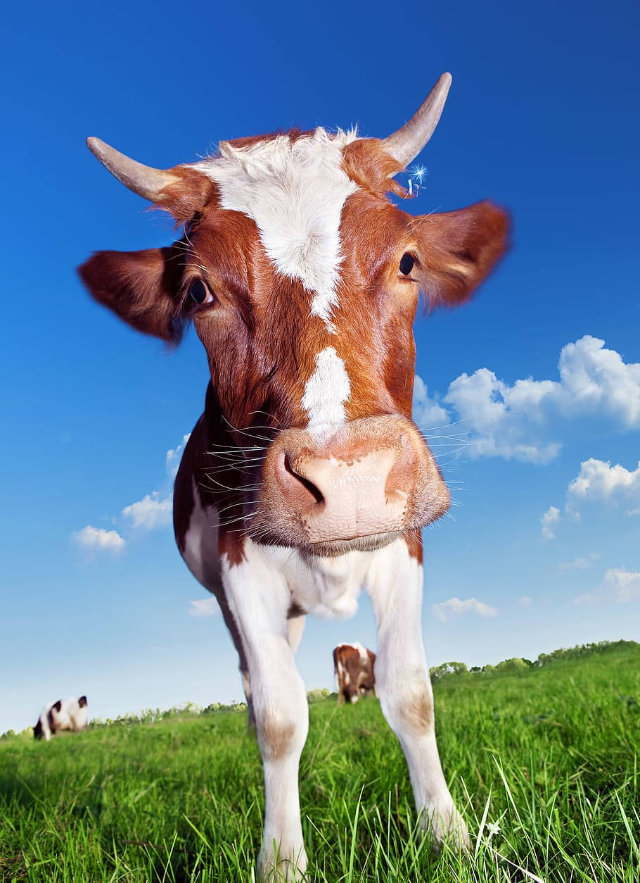 Farm Animal Brown Cow Background