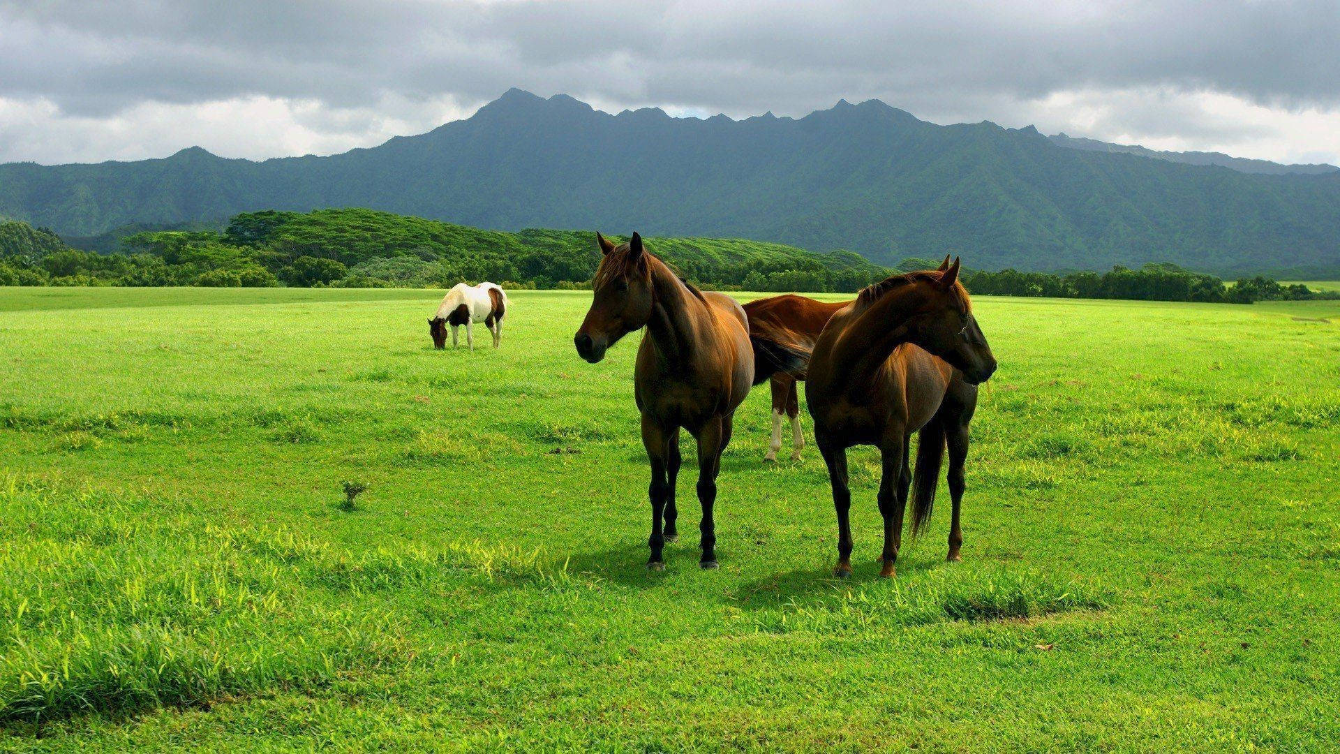 Farm Animal Brown Sturdy Horses Background