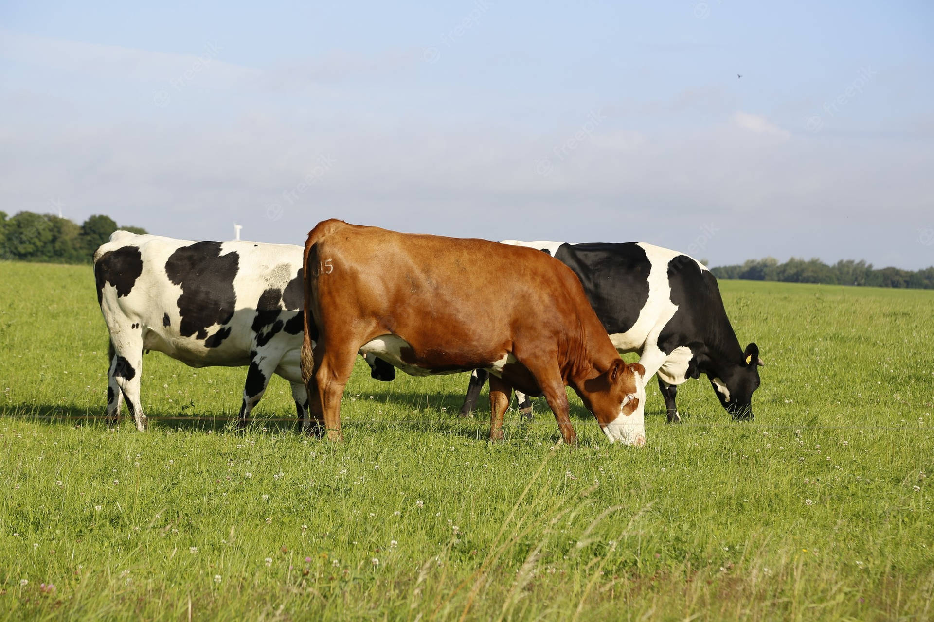 Farm Animal Cattle Fleckvieh Breeds Background