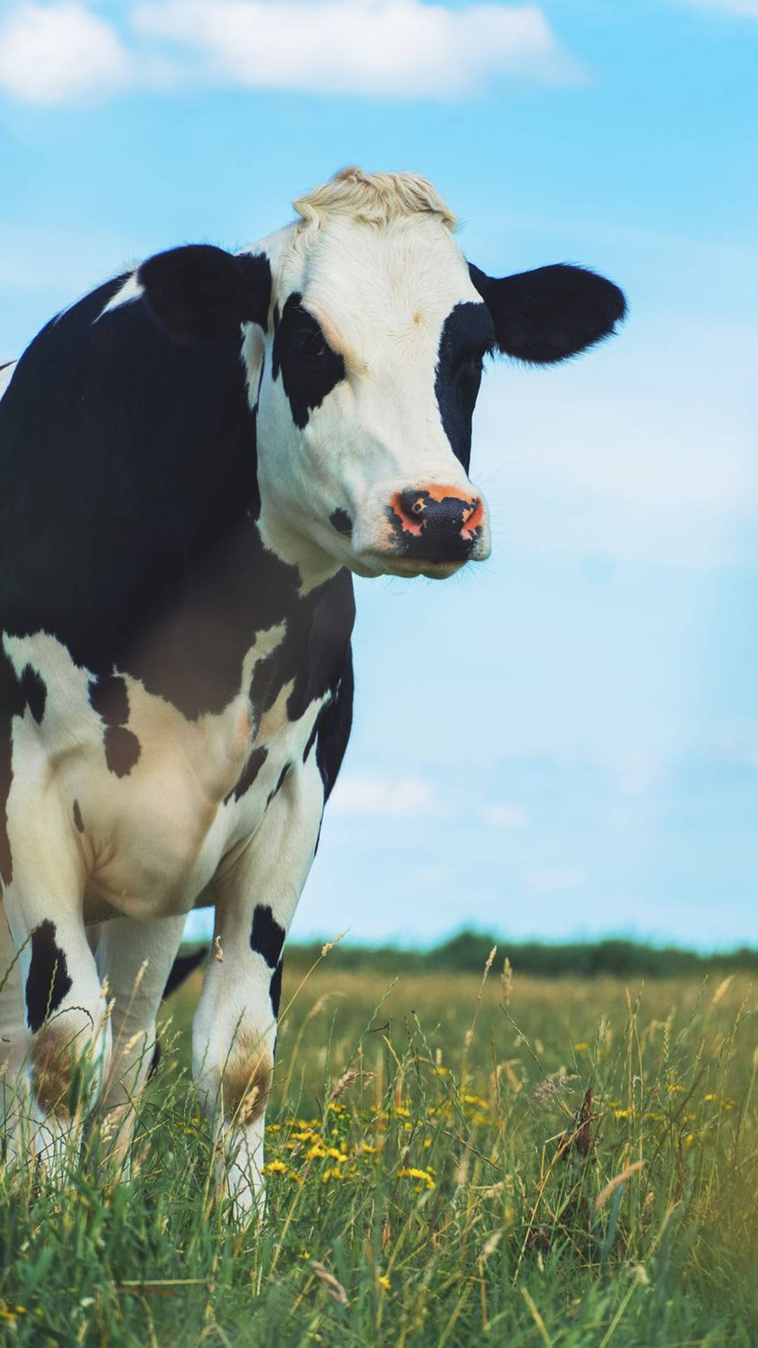 Farm Animal Cattle Portrait On Green Field Background