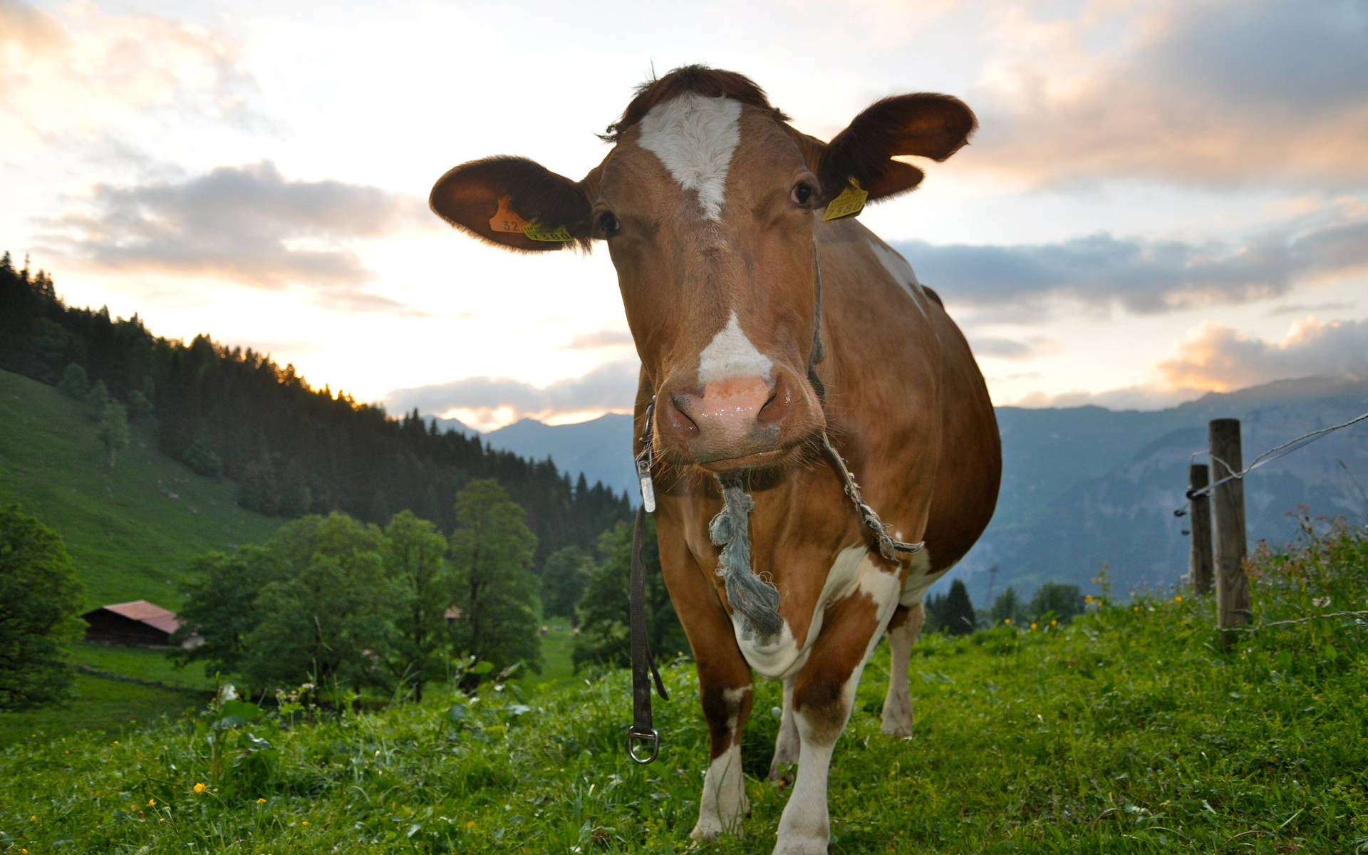 Farm Animal Cattle Staring At Camera