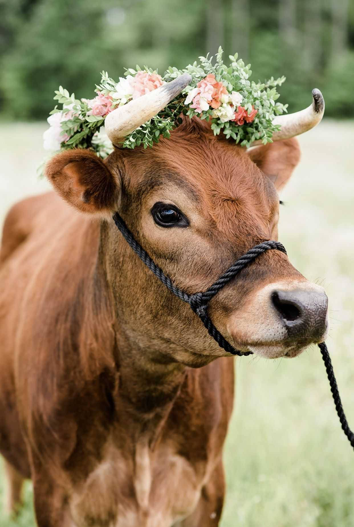 Farm Animal Cattle With Flower Crown